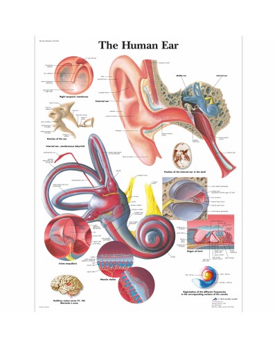 Human Ear Chart